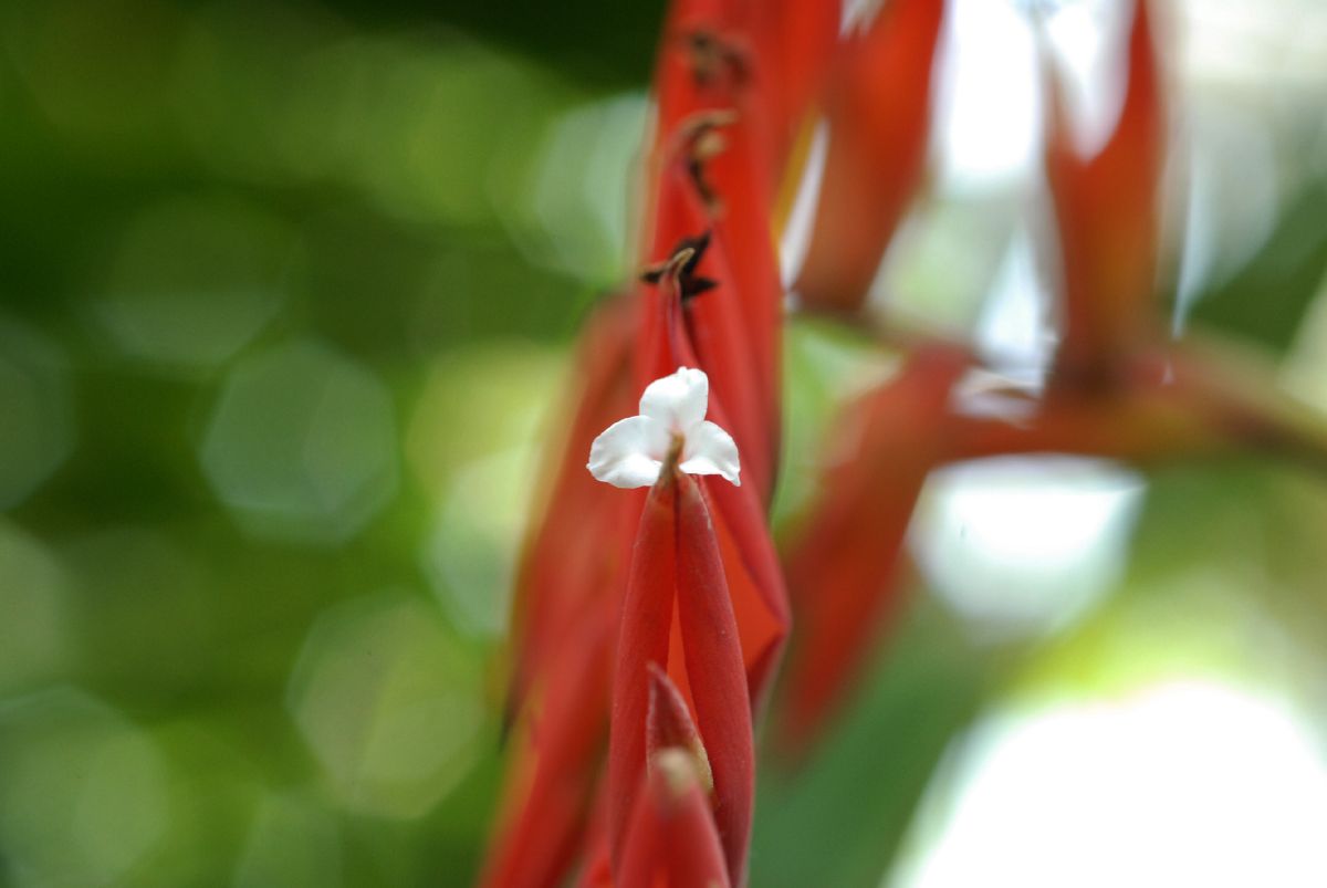 Bromeliaceae Tillandsia dyeriana