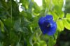 image of Clitoria ternatea
