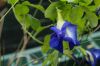 image of Clitoria ternatea