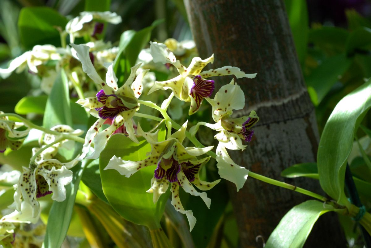 Orchidaceae Dendrobium atroviolaceum