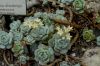 image of Echeveria derenbergii