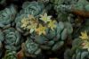 image of Echeveria derenbergii