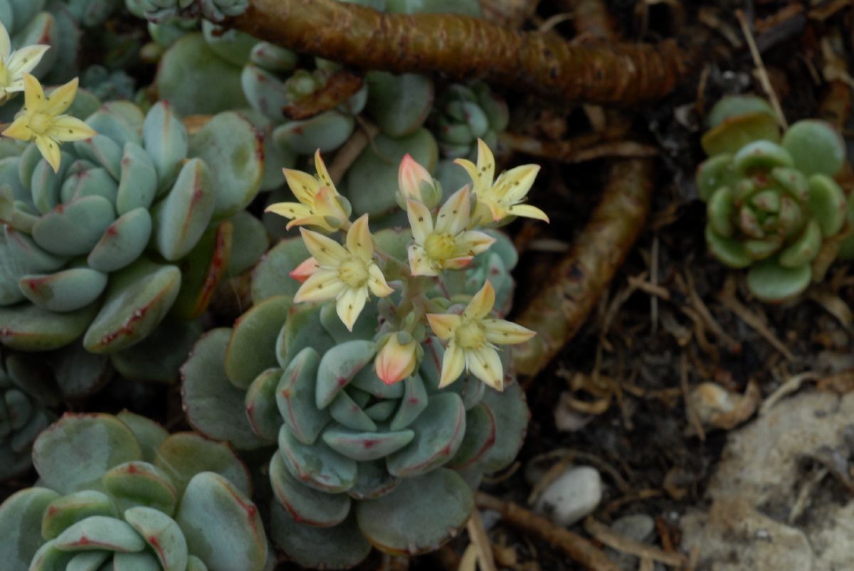 Crassulaceae Echeveria derenbergii