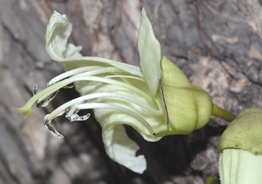 Bignoniaceae Parmentiera cereifera