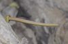 image of Parmentiera cereifera