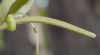 image of Parmentiera cereifera
