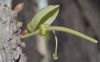 image of Parmentiera cereifera