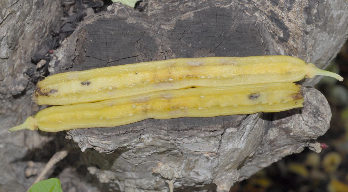 Bignoniaceae Parmentiera cereifera