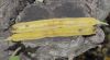 image of Parmentiera cereifera