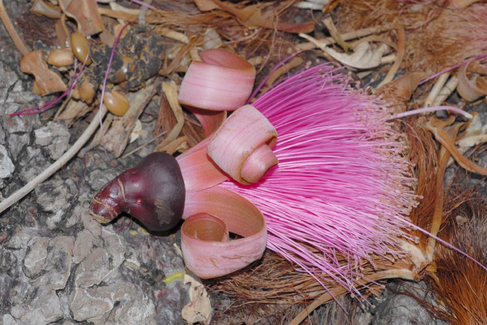 Bombacaceae Pseudobombax ellipticum