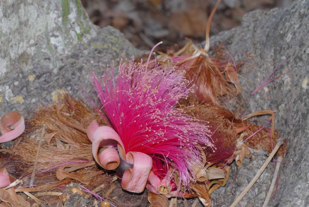 Bombacaceae Pseudobombax ellipticum