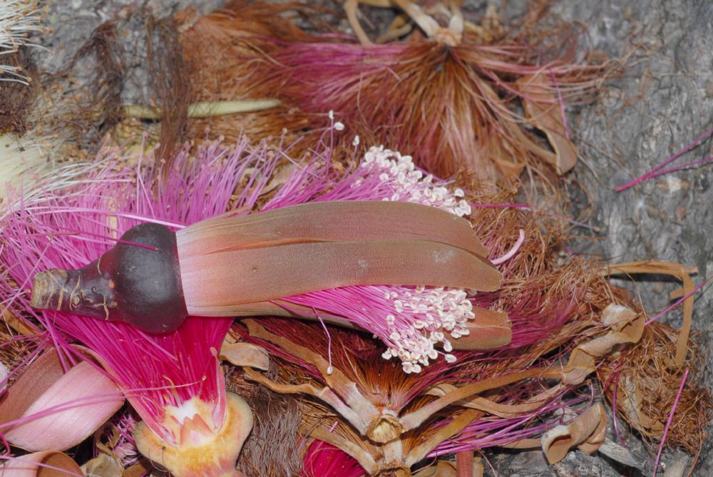 Bombacaceae Pseudobombax ellipticum