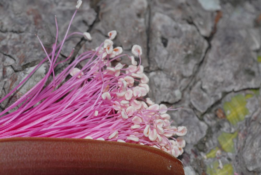 Bombacaceae Pseudobombax ellipticum