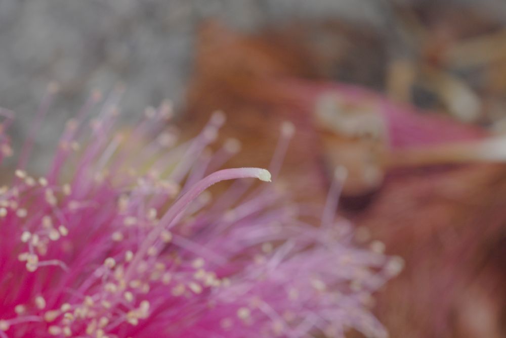 Bombacaceae Pseudobombax ellipticum