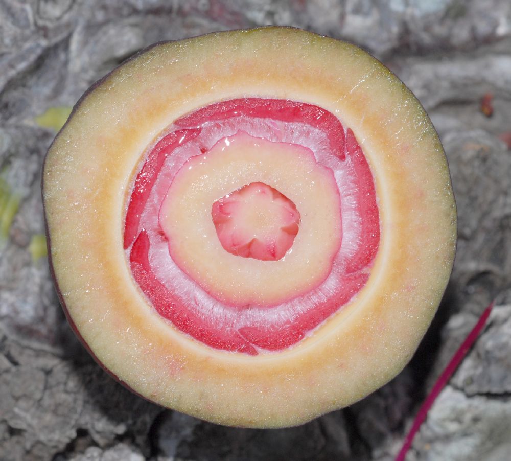 Bombacaceae Pseudobombax ellipticum