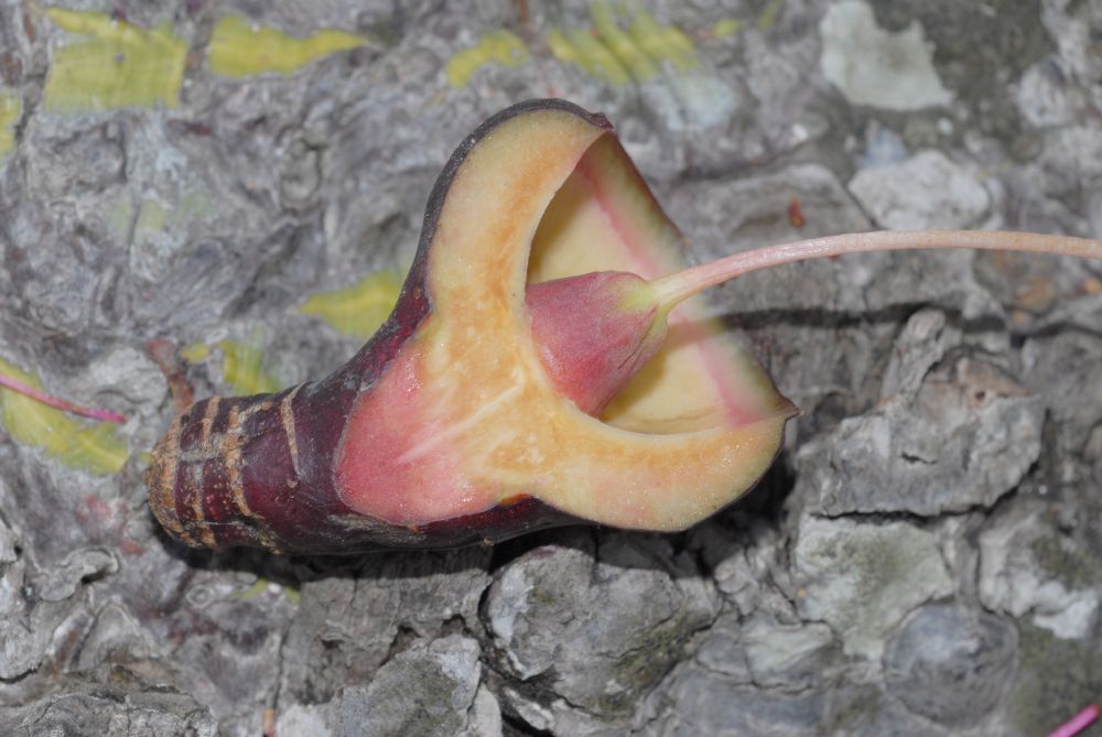 Bombacaceae Pseudobombax ellipticum