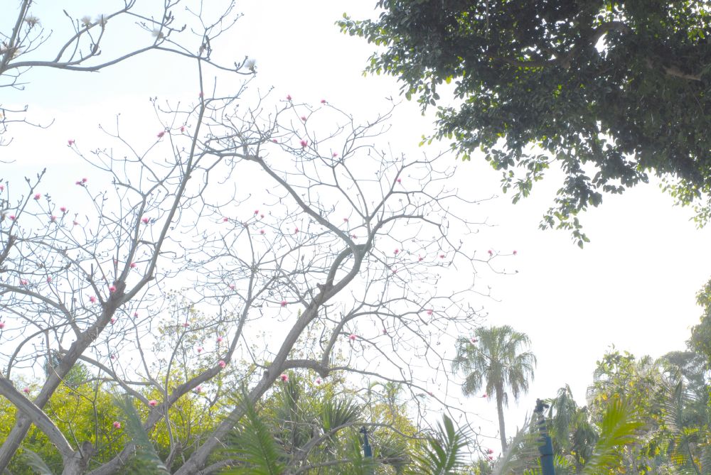 Bombacaceae Pseudobombax ellipticum