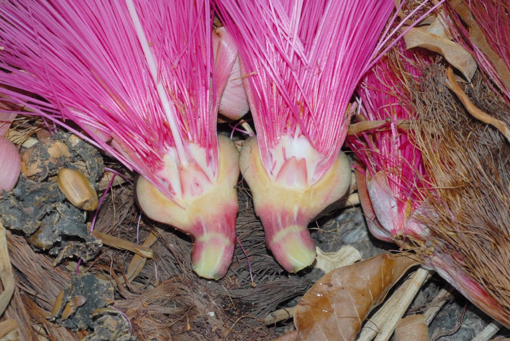 Bombacaceae Pseudobombax ellipticum