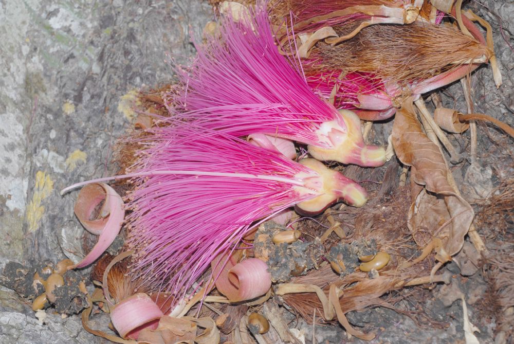 Bombacaceae Pseudobombax ellipticum