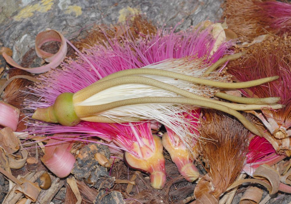 Bombacaceae Pseudobombax ellipticum