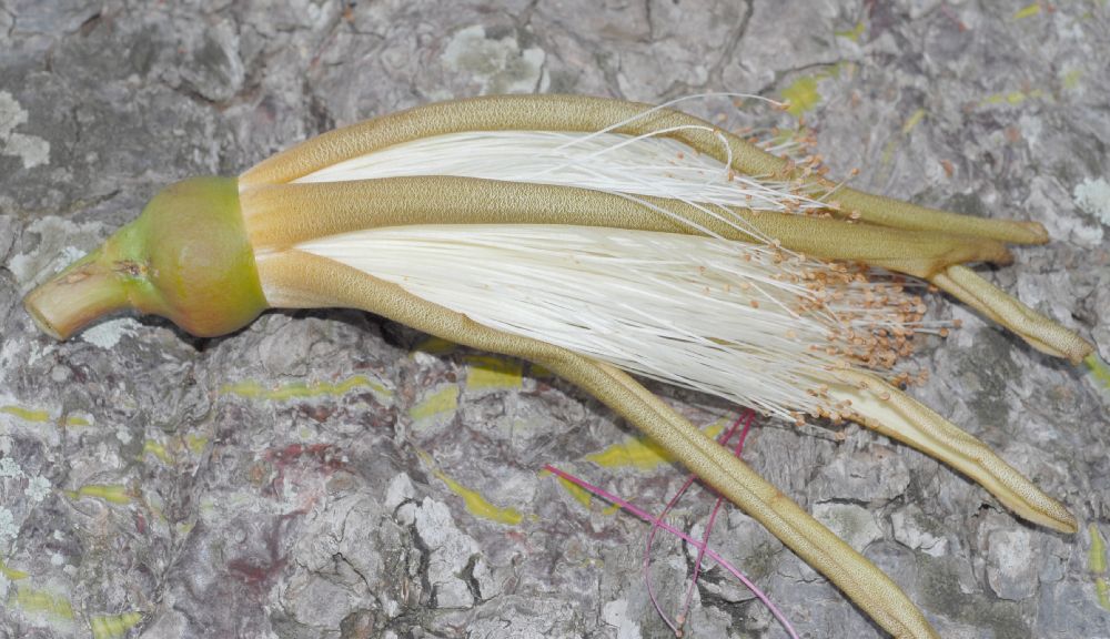 Bombacaceae Pseudobombax ellipticum