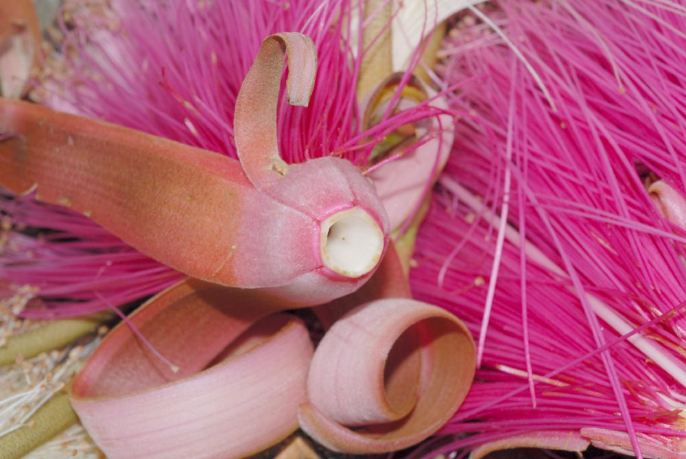 Bombacaceae Pseudobombax ellipticum
