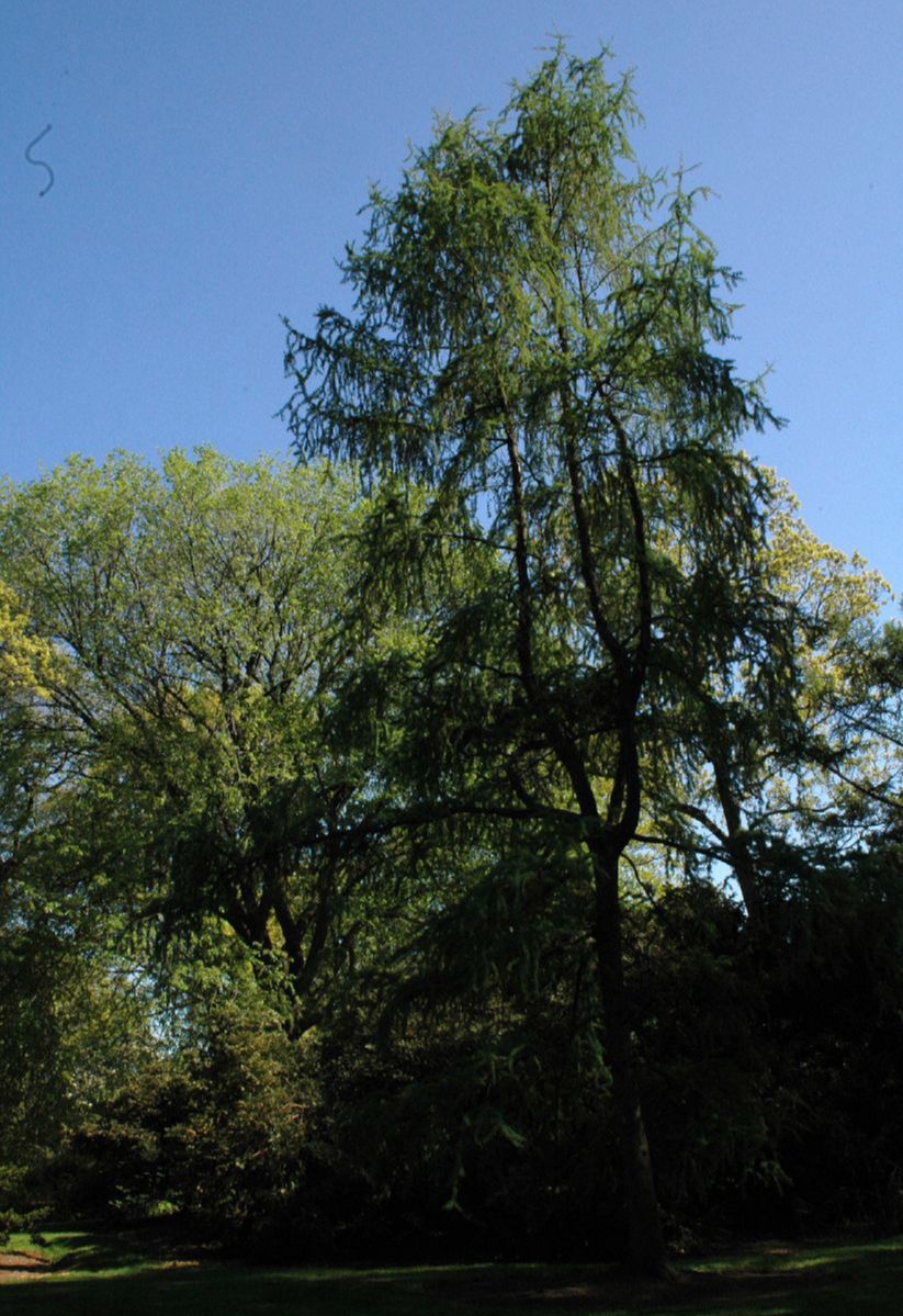 Pinaceae Larix laricina