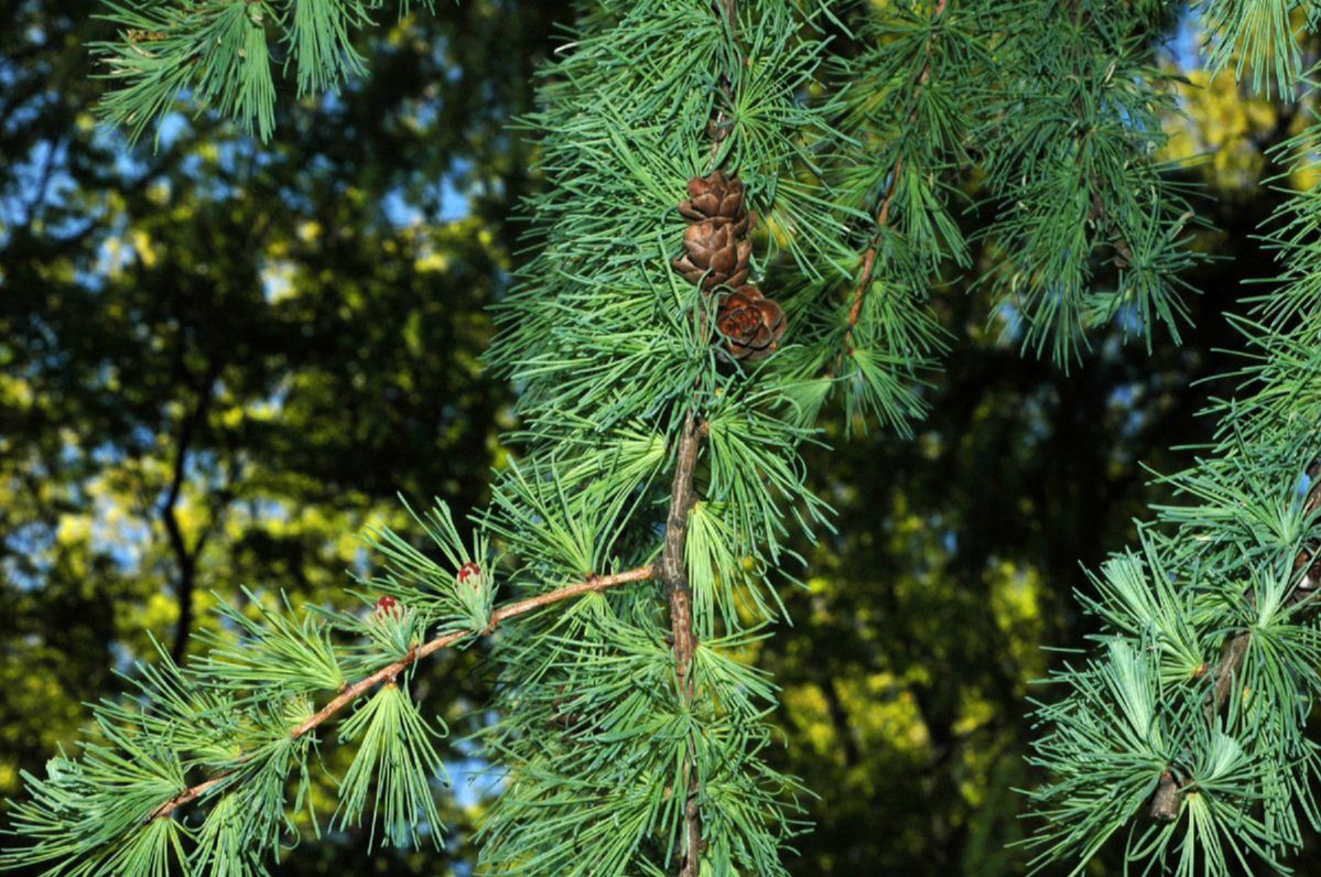 Pinaceae Larix laricina