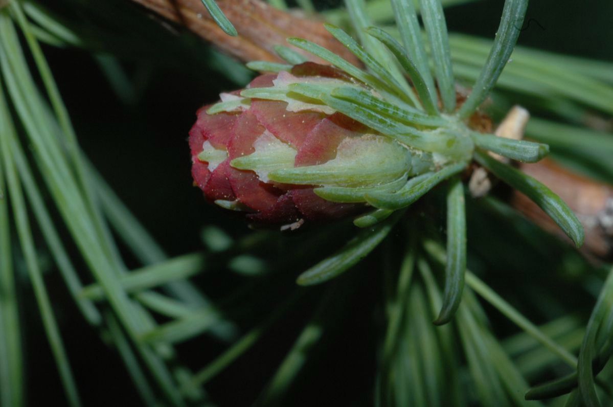 Pinaceae Larix laricina