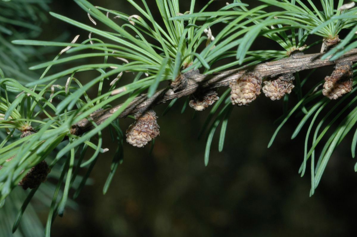 Pinaceae Larix laricina