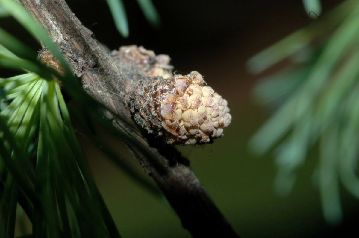 Pinaceae Larix laricina