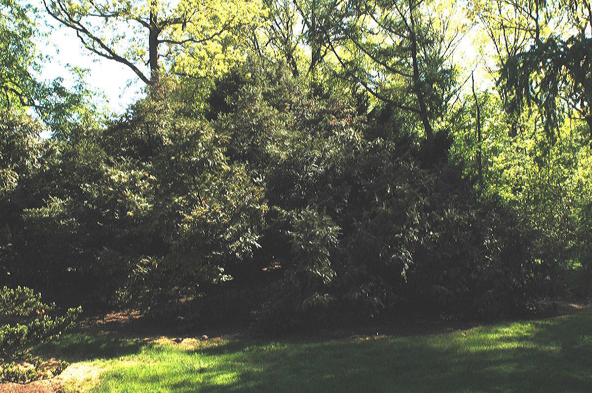 Cephalotaxaceae Cephalotaxus harringtonia