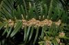 image of Cephalotaxus harringtonia