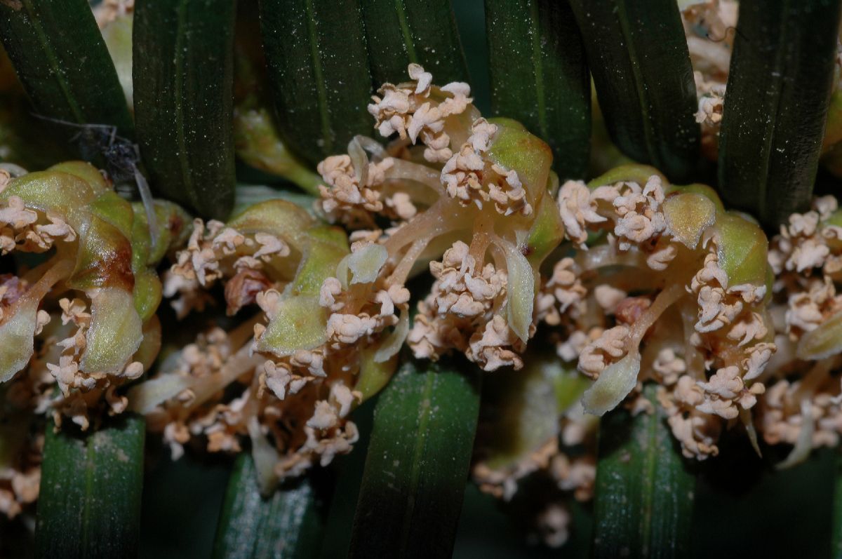 Cephalotaxaceae Cephalotaxus harringtonia