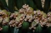 image of Cephalotaxus harringtonia