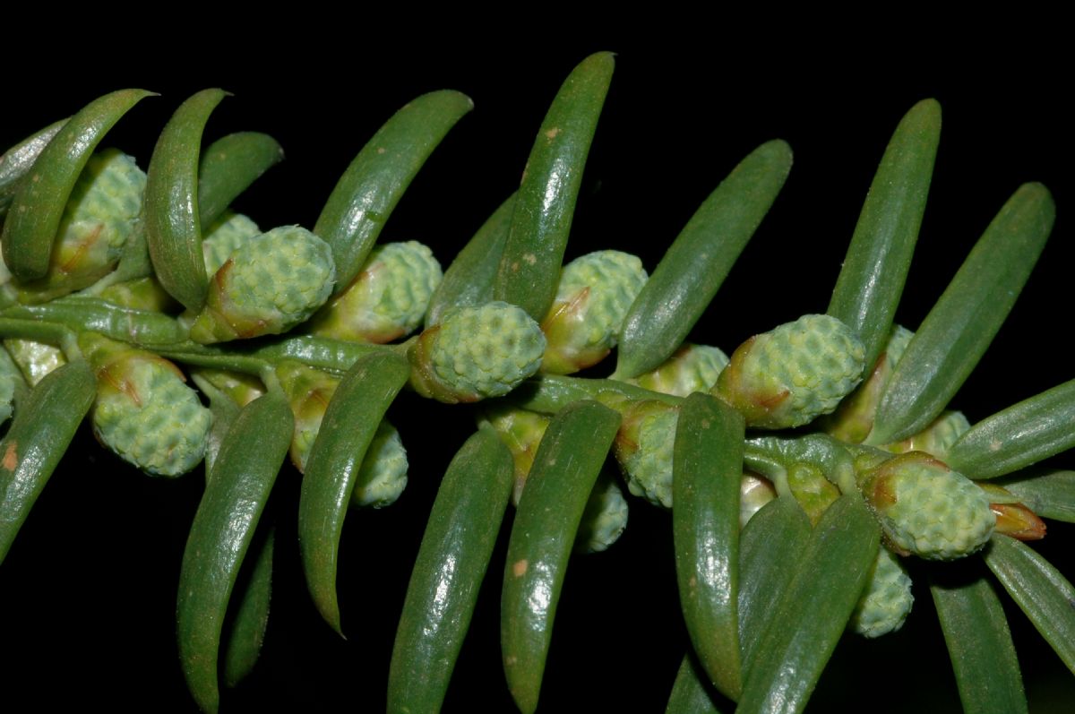 Taxaceae Torreya nucifera