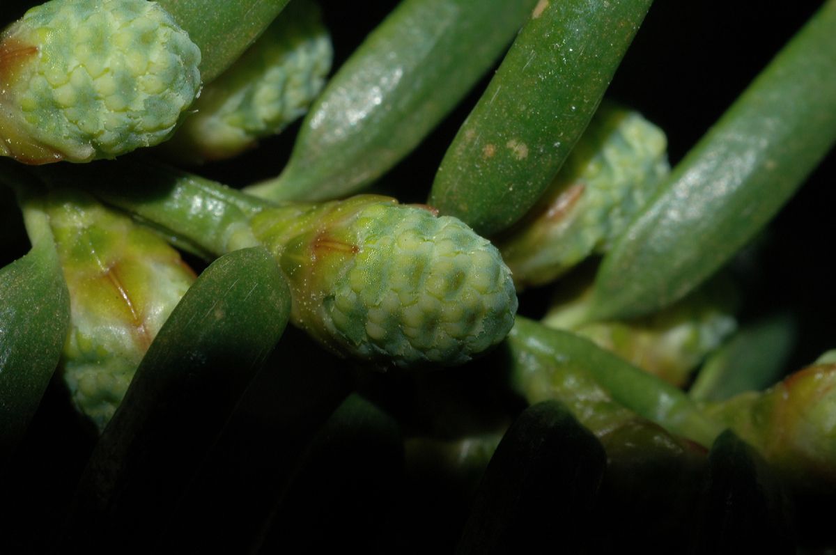 Taxaceae Torreya nucifera