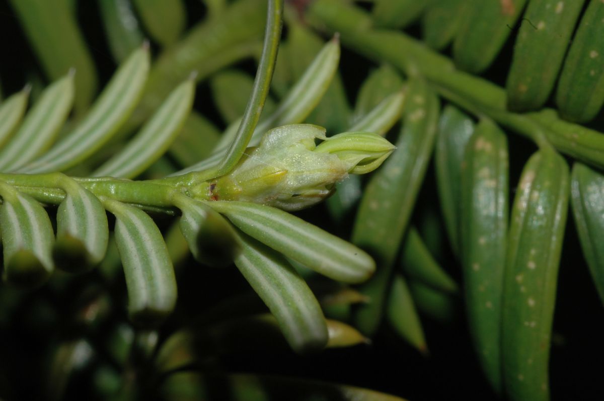 Taxaceae Torreya nucifera