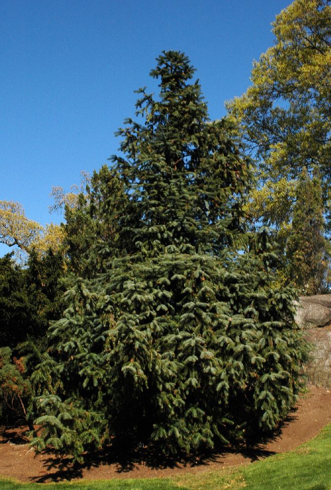 Cupressaceae Cunninghamia lanceolata