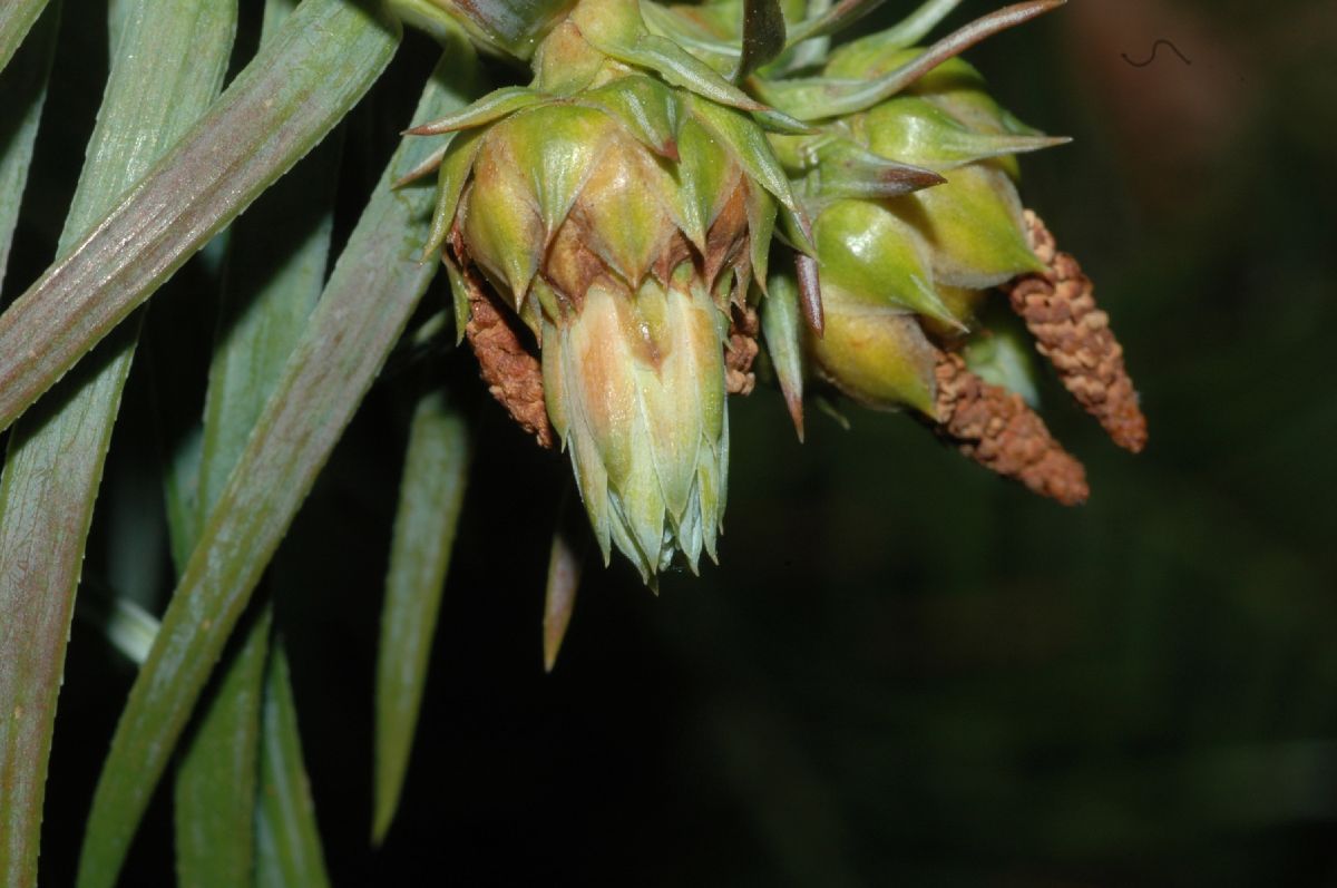 Cupressaceae Cunninghamia lanceolata
