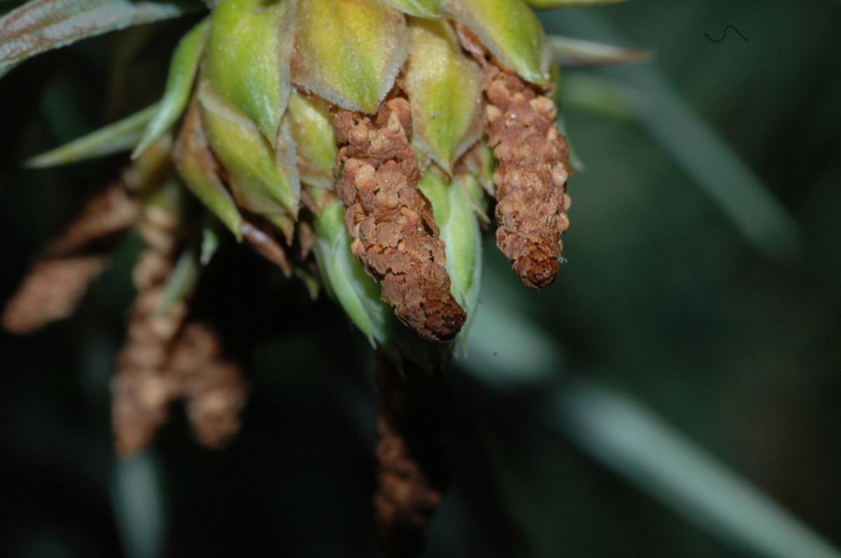 Cupressaceae Cunninghamia lanceolata