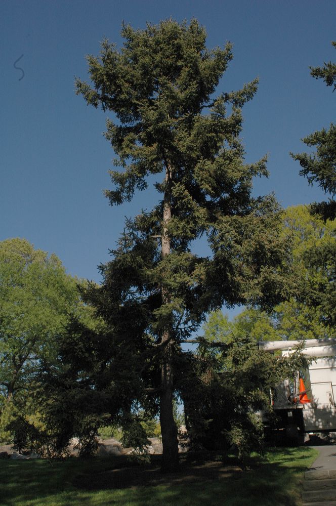 Pinaceae Picea asperata