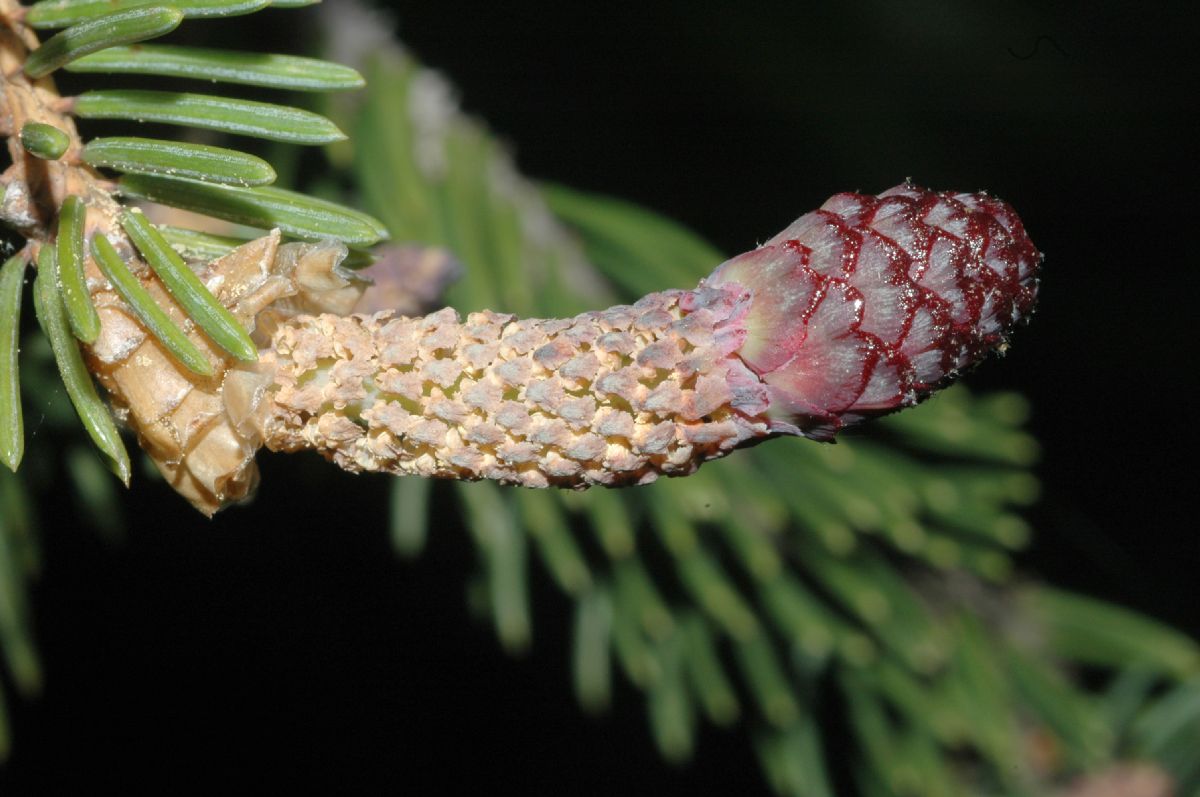 Pinaceae Picea asperata