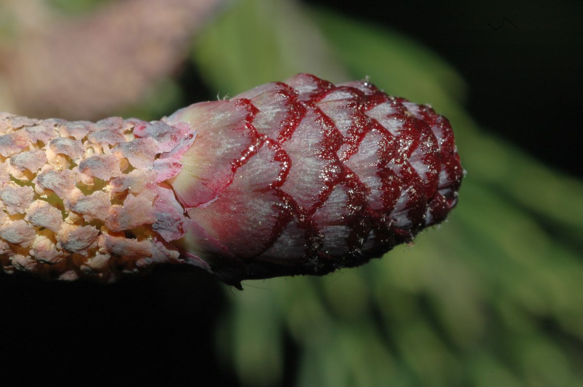 Pinaceae Picea asperata