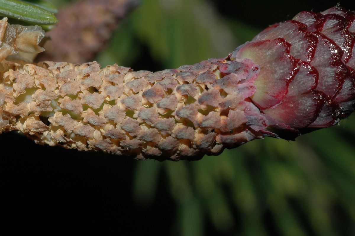 Pinaceae Picea asperata