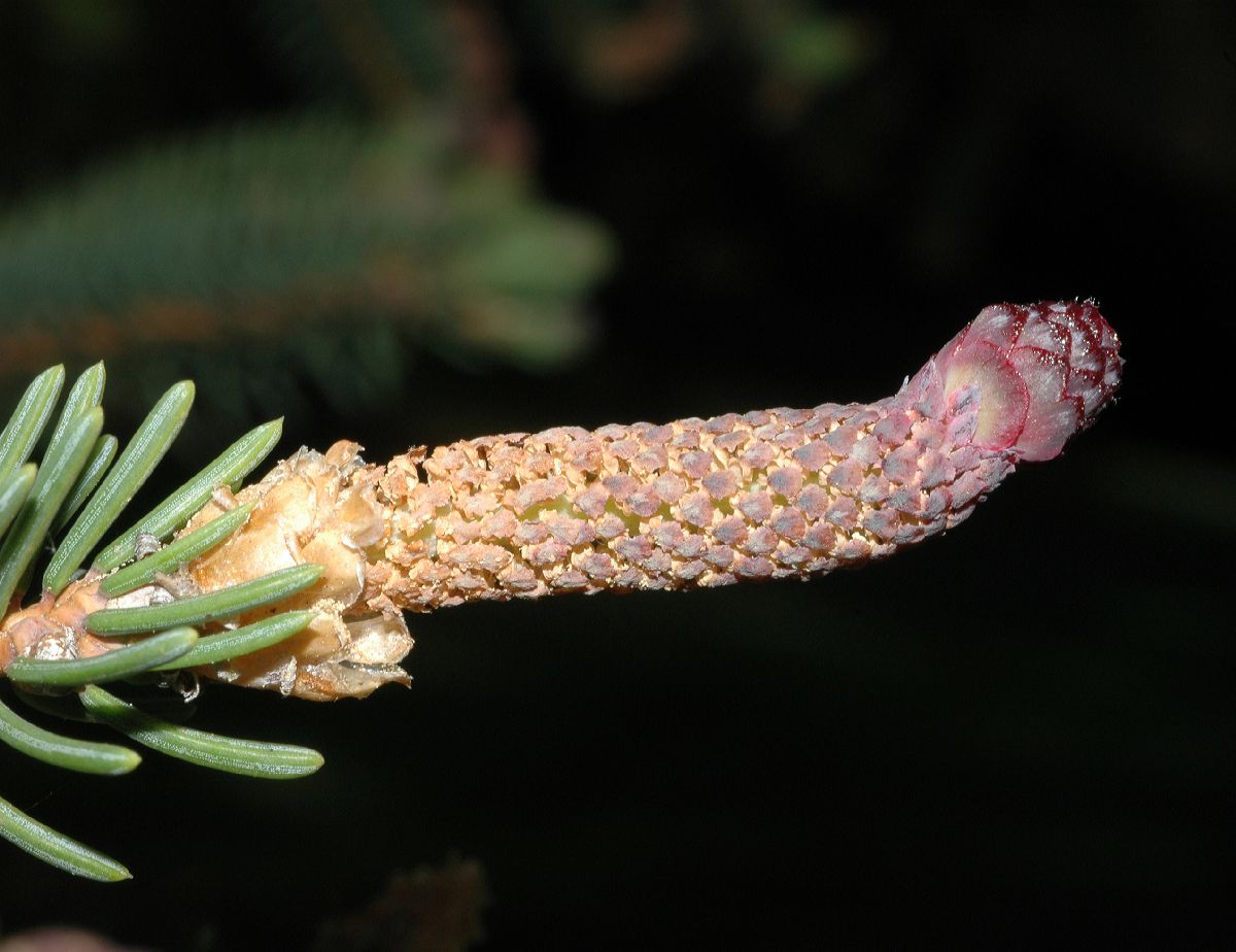 Pinaceae Picea asperata