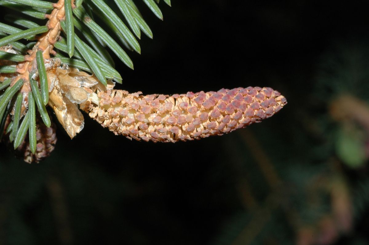 Pinaceae Picea asperata