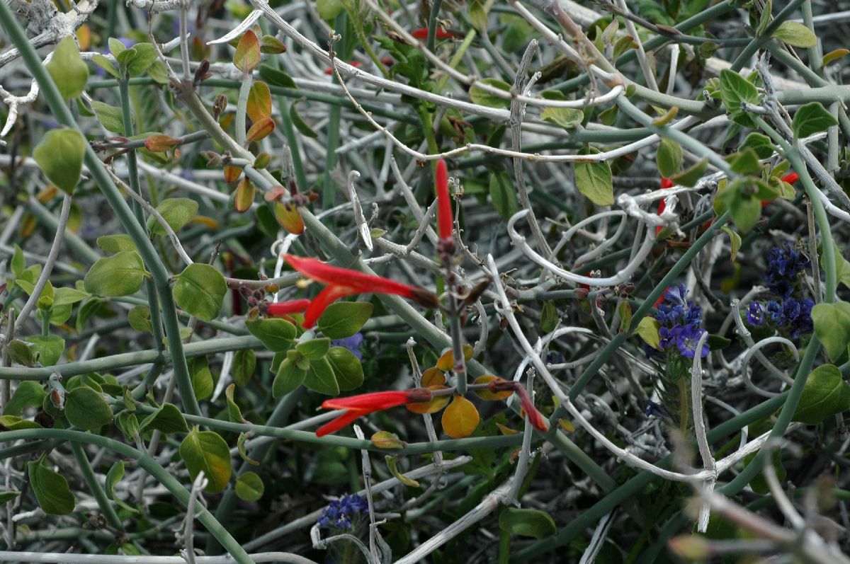 Acanthaceae Justicia californica