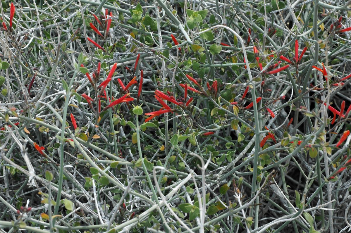 Acanthaceae Justicia californica