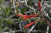 image of Justicia californica